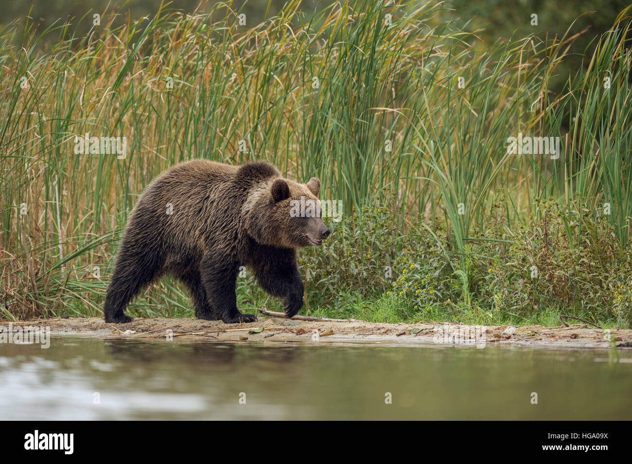 Europäischer Braunbär / Europaeischer Braunbaer (Ursus Arctos), jungen Cub, zu Fuß entlang der Flussufer vor grünen Schilf. Stockfoto