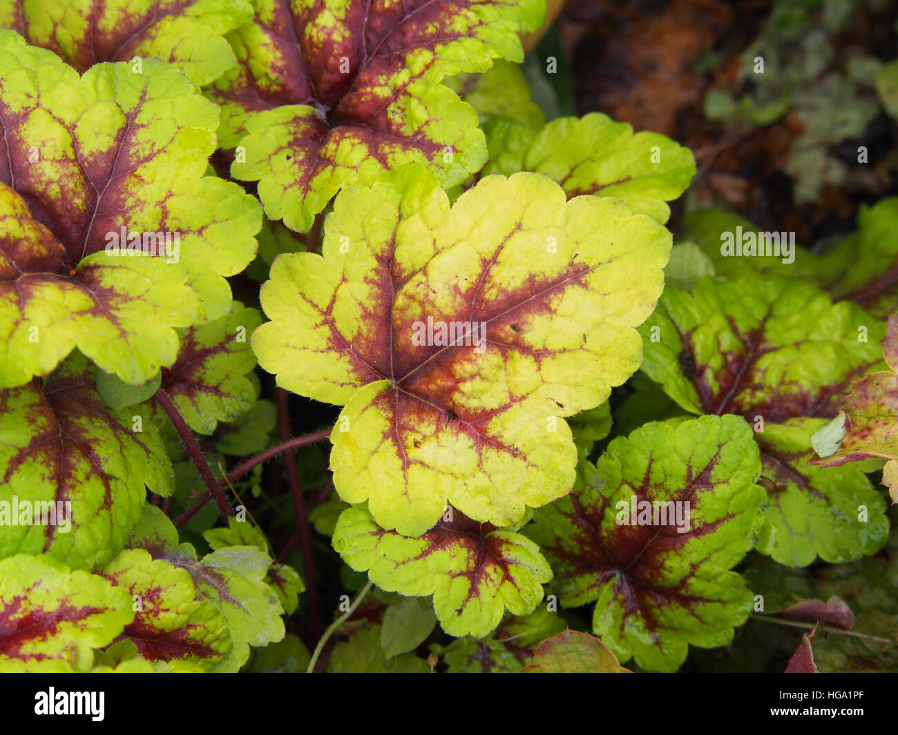 Heucherella "Ampel" - schaumigen Glocken Stockfoto