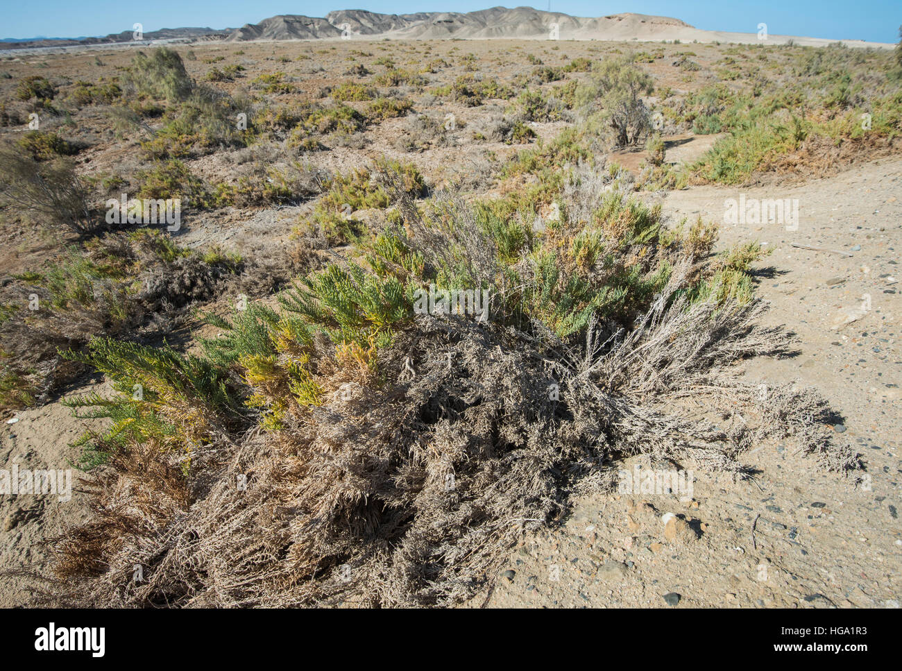 Desert bush Vegetation auf Sanddünen in ariden remote Landschaft Umwelt Stockfoto