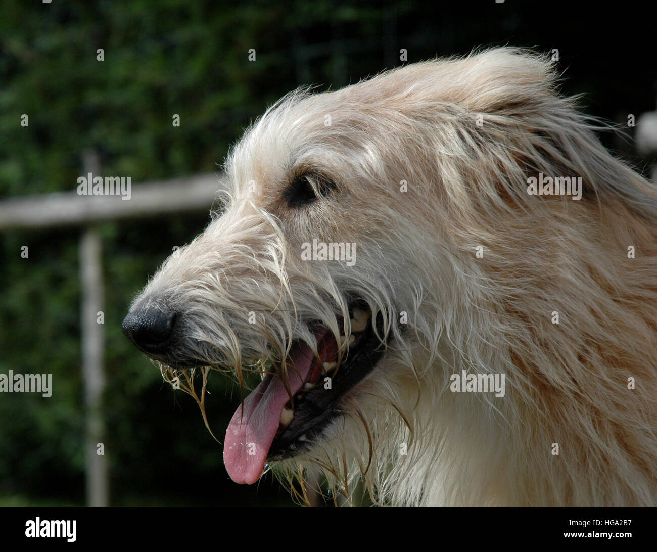 langhaarige Hund nahe Porträt im Profil Stockfoto