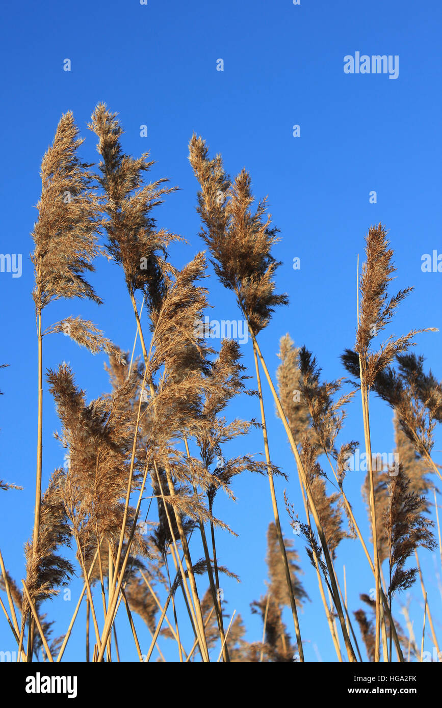 Gemeinsamen Schilf Phragmites Australis Saatgut-Kopf im Winter vor einem blauen Himmel Stockfoto