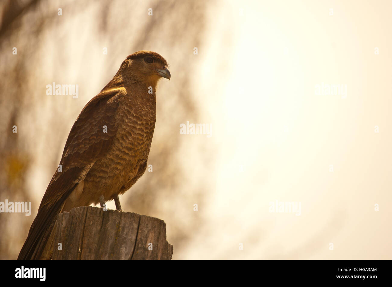 kleiner Adler Stockfoto