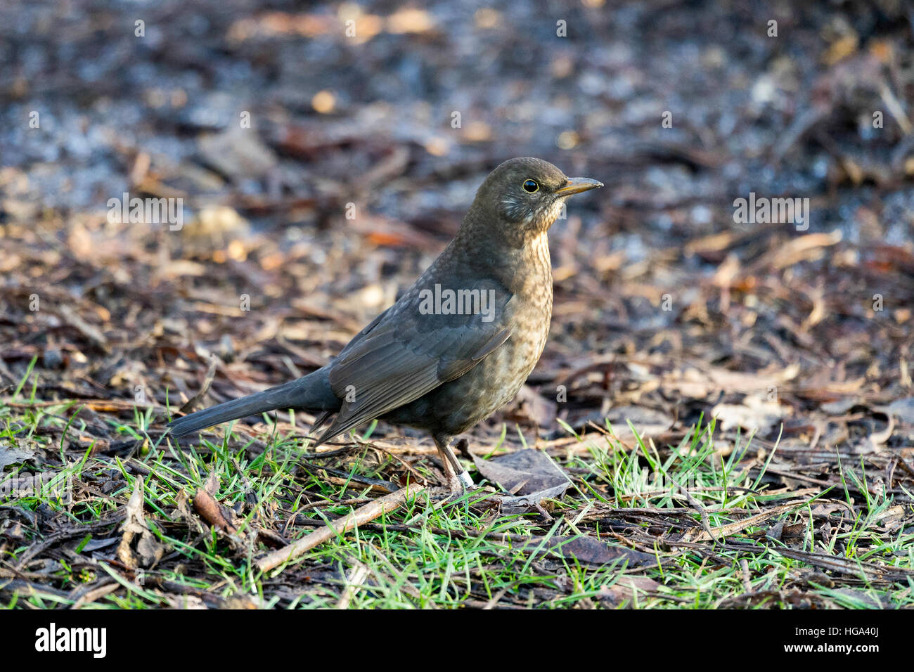 Weibliche Amsel (Turdus Merula) auf dem Boden Stockfoto