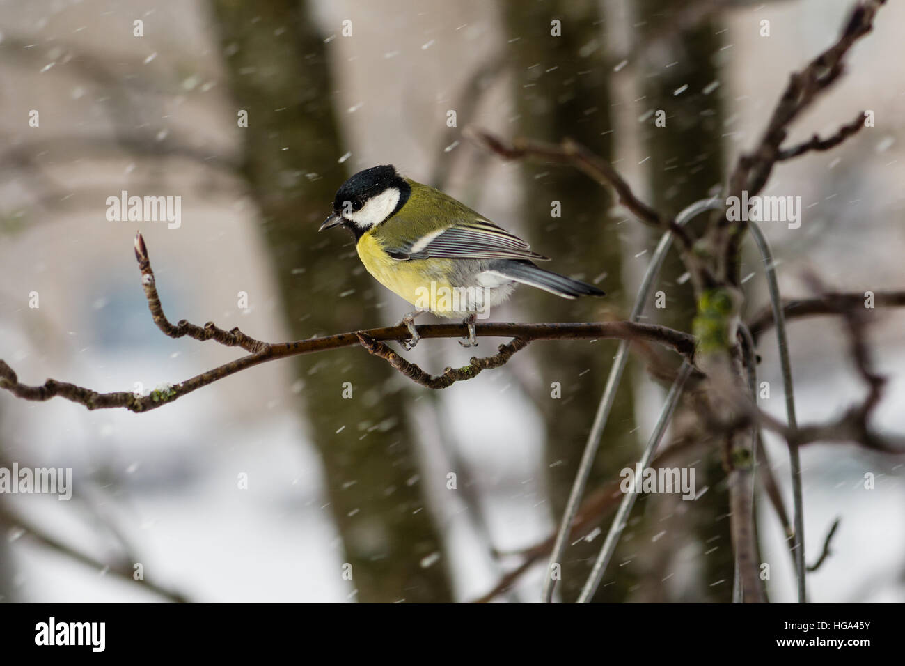 Der Vogel sitzt eine große Meise auf Eberesche Zweig vor dem Hintergrund der fliegenden Schneeflocken Stockfoto