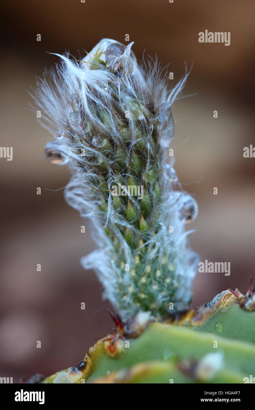 Echinopsis eyriesii Kaktus blühen mit Wassertröpfchen darauf. Stockfoto