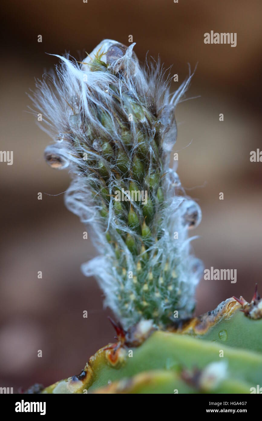 Echinopsis eyriesii Kaktus blühen mit Wassertröpfchen darauf. Stockfoto