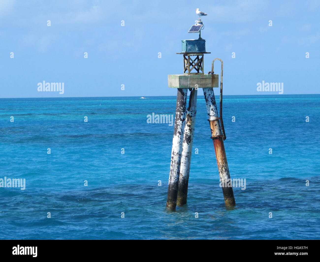 Eine Möwe sitzt oben auf ein Versand Lane-Navigation-Maker im karibischen Meer an einem schönen Sommertag Stockfoto