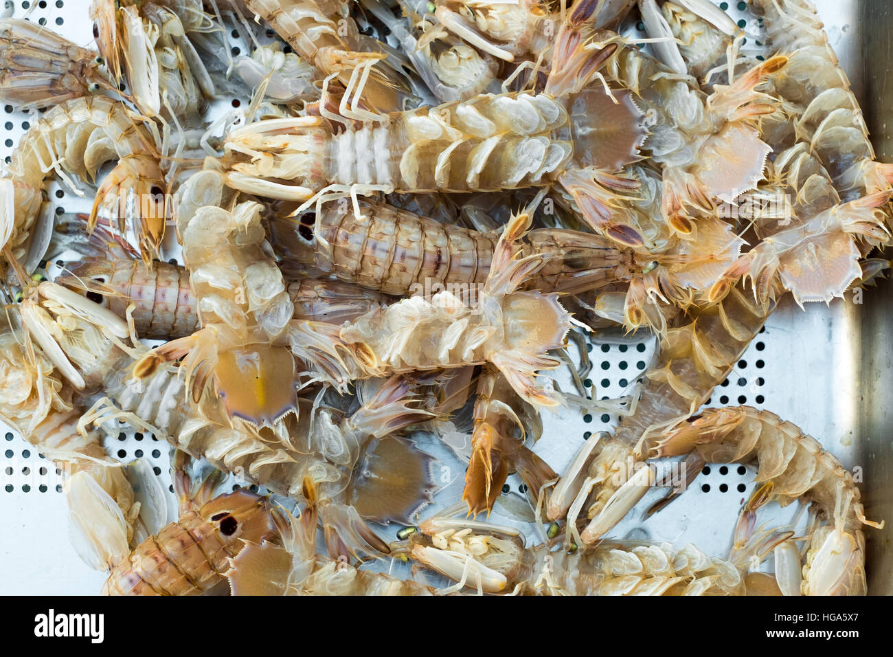 Fangschreckenkrebse in einer Metallbox auf dem Fischmarkt in Catania, Sizilien lebt. Stockfoto