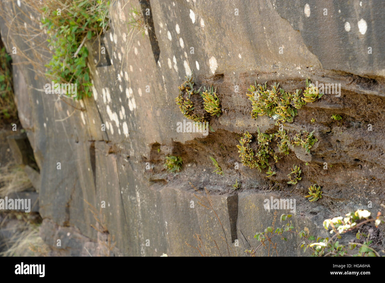 Rustyback Farn, Asplenium Ceterach wächst auf Felsen Stockfoto