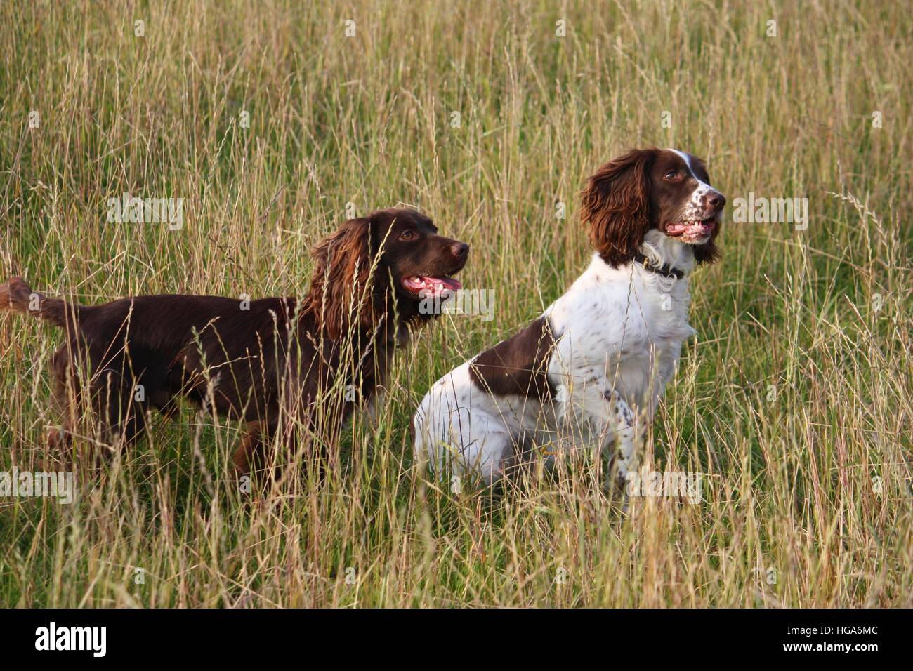 Arbeiten Spaniel in einem Feld Gras Stockfoto