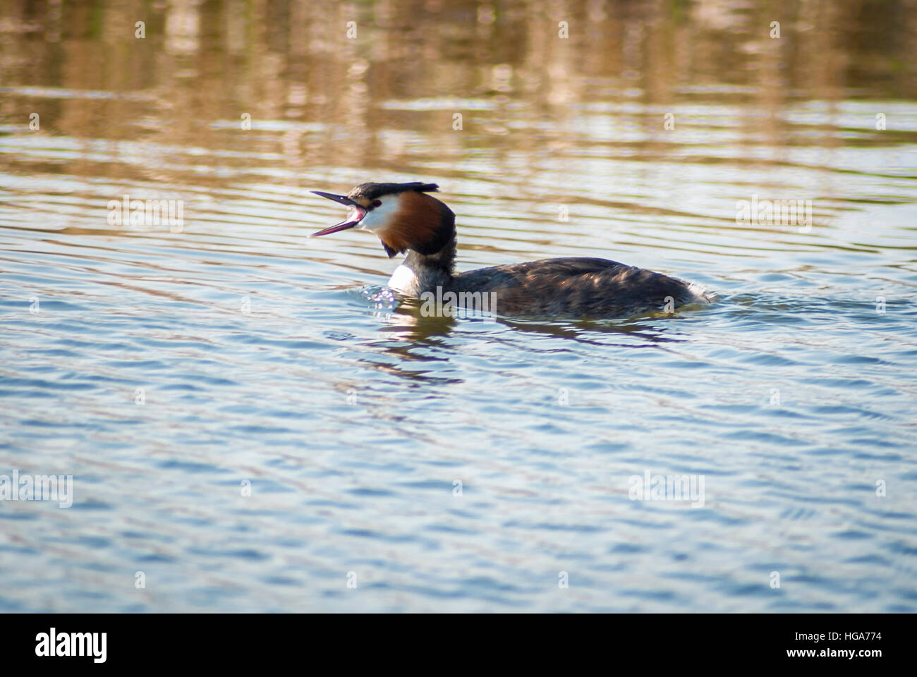 Einsame Haubentaucher, Podiceps Cristatus in der Zucht Gefieder, Glasson, Lancashire, England Stockfoto