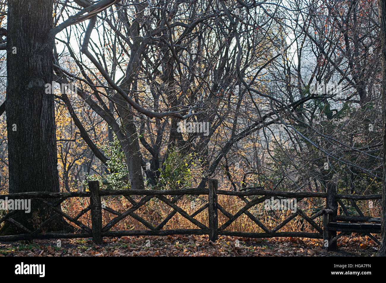 Central Park in New York. Stockfoto