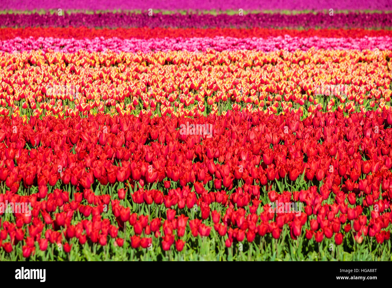 Farbenfrohe Tulpenfelder im zeitigen Frühjahr Stockfoto