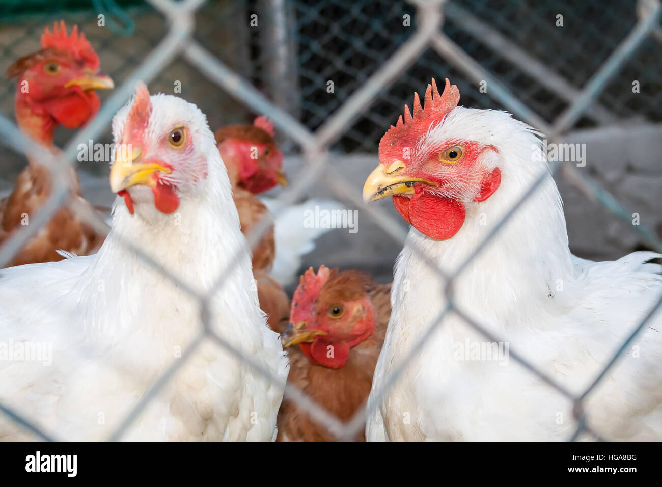 Zwei weiße Hühner oder Hennen in einem Hühnerstall oder Hühnerstall durch Maschendraht gesehen. Stockfoto