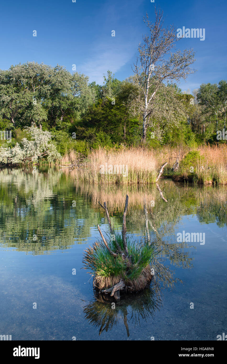 Dechantlacke Lobau, National Park Danube-Auen, Wien, Niederösterreich, Österreich Stockfoto