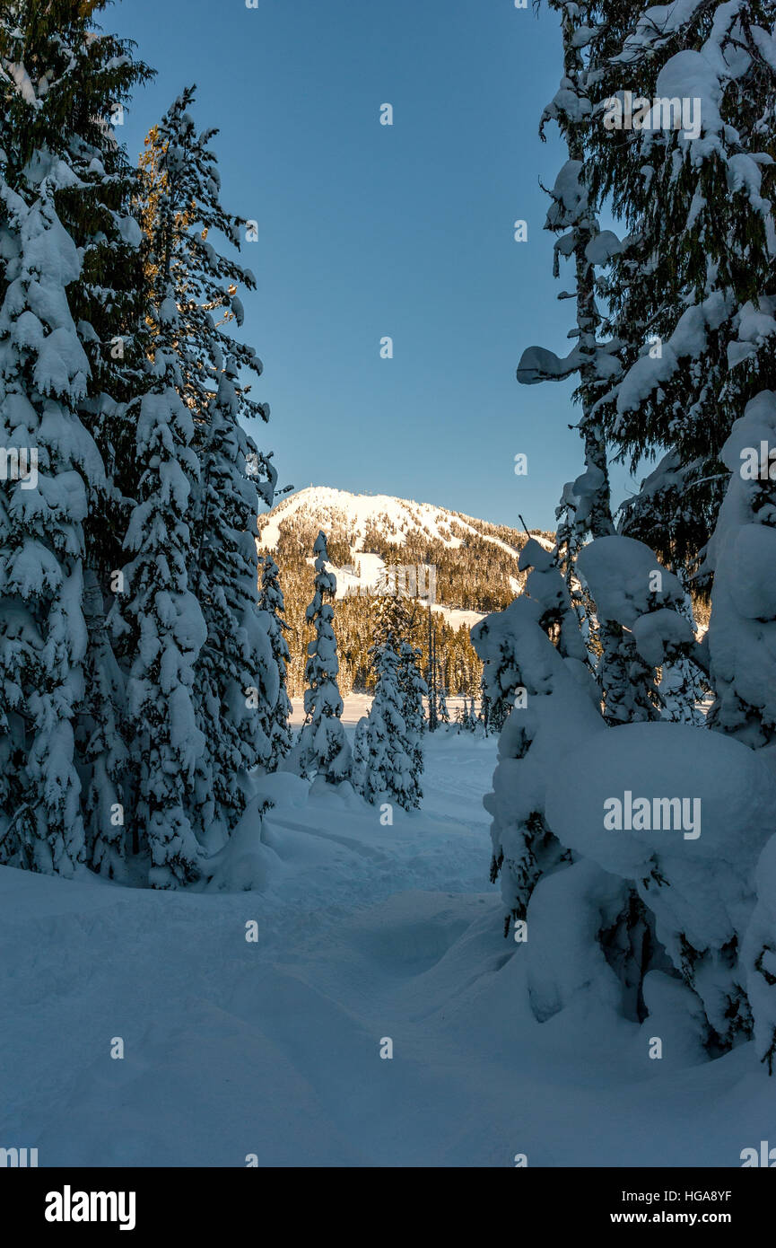 Winter-Blick auf Mount Washington, Strathcona Provincial Park in British Columbia Kanada durch schneebedeckte Bäume Stockfoto