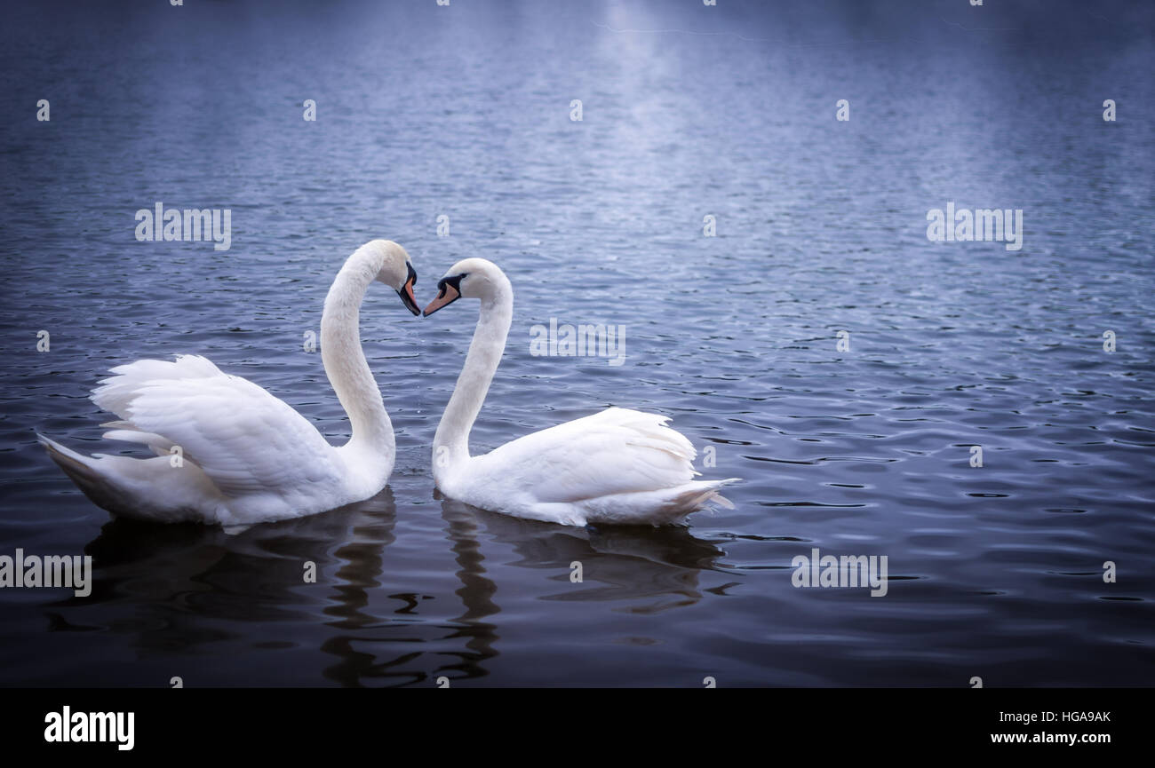 Schwäne im Serpentine Hyde Park bilden eine Herzform mit ihren Hälsen Stockfoto