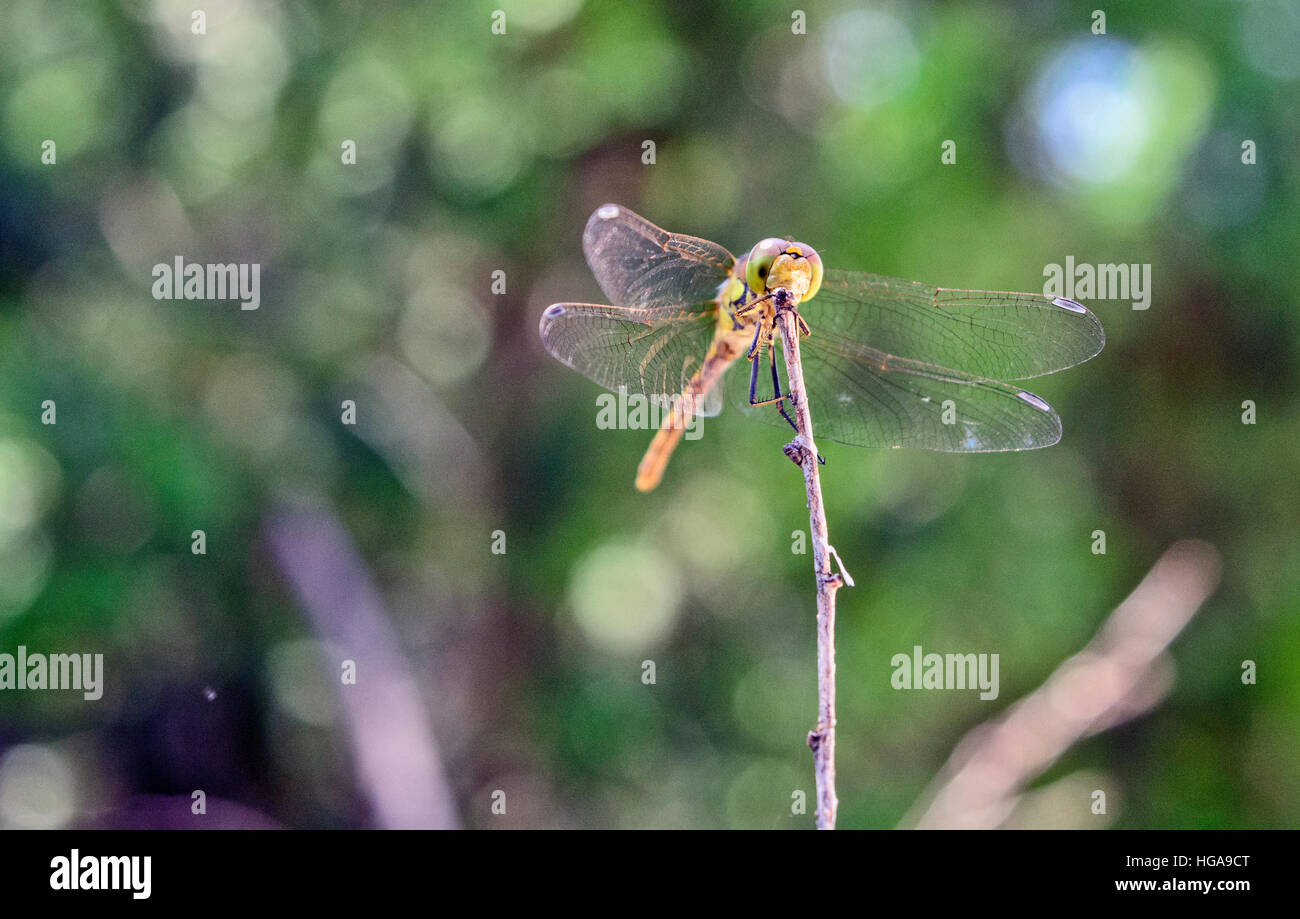 Gelbe Libelle stehen an der Grenze des Gartens. Stockfoto