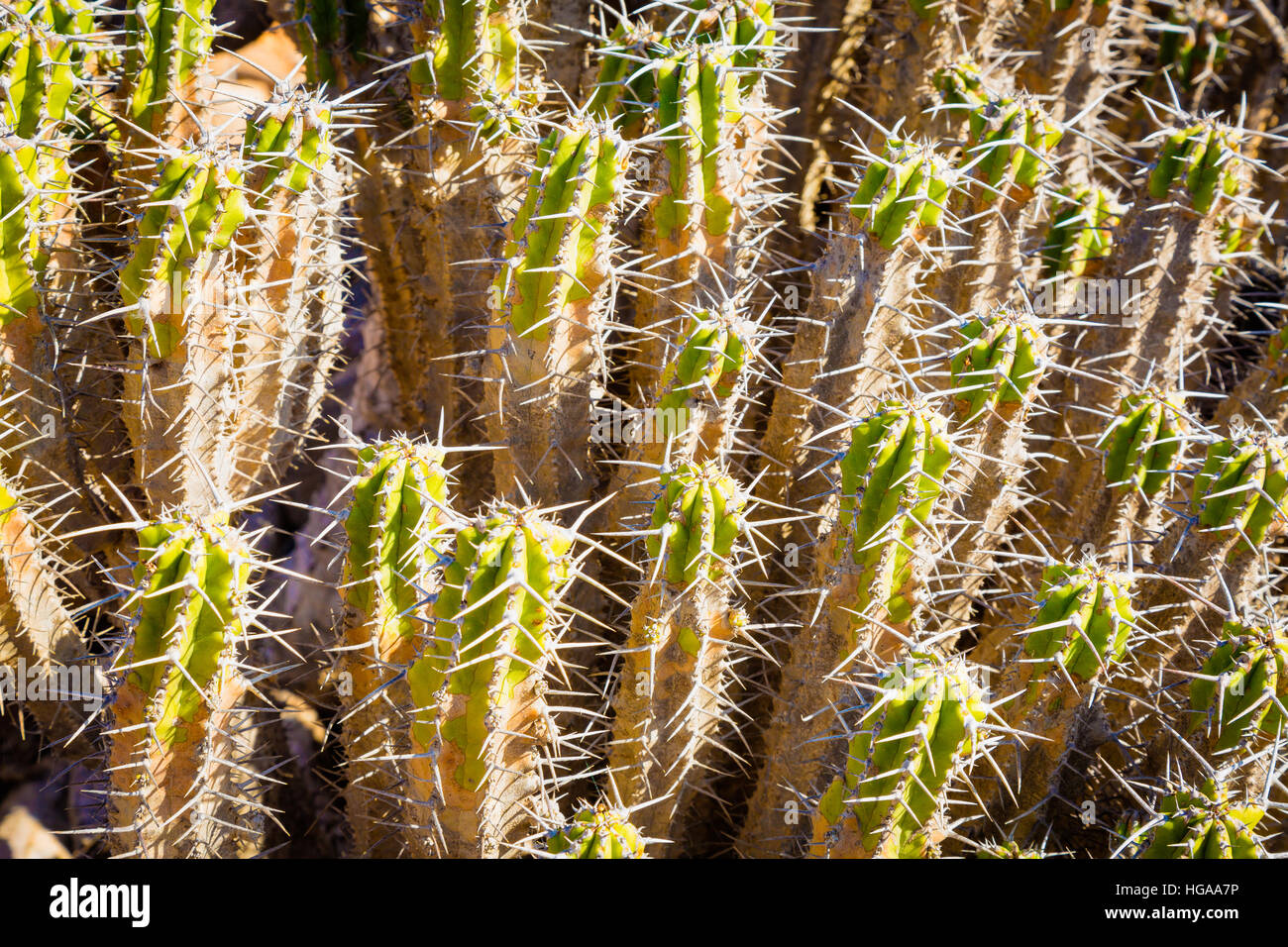 Kaktus lebt an felsigen Hängen in den Bergen des südlichen Marokko. Stockfoto