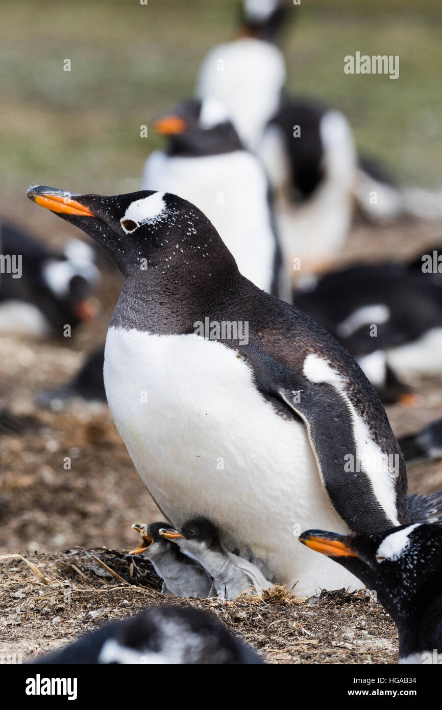 Gentoo Penguin Seelöwe Insel in den Falkland-Inseln Stockfoto