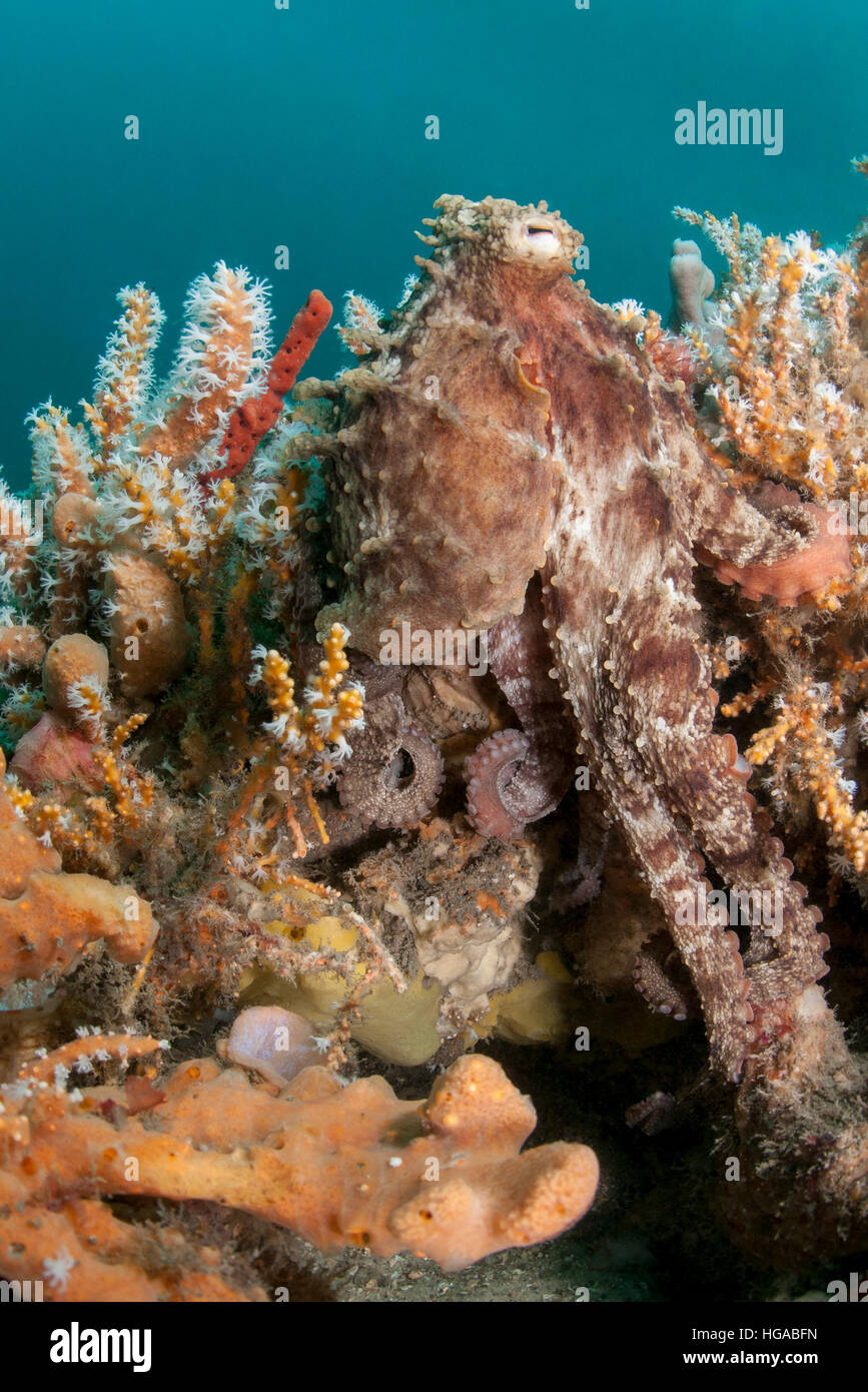 Gemeinsame sydney Krake (Octopus tetricus) zu fliegen, Port Stephens, New South Wales, Australien Stockfoto