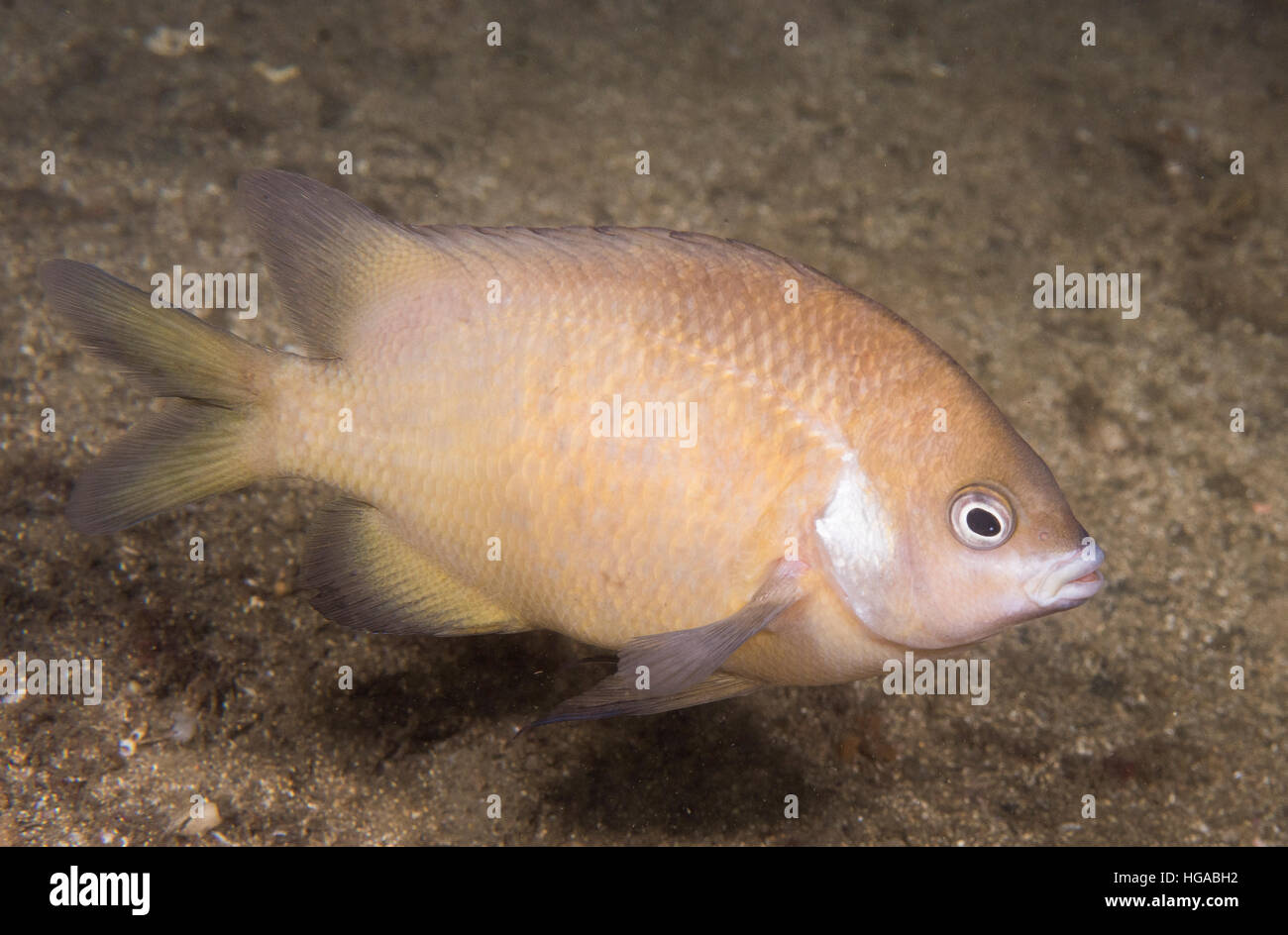 White-Ohr Parma (Parma Microlepis), Bare Island, Botany Bay, New South Wales, Australien Stockfoto
