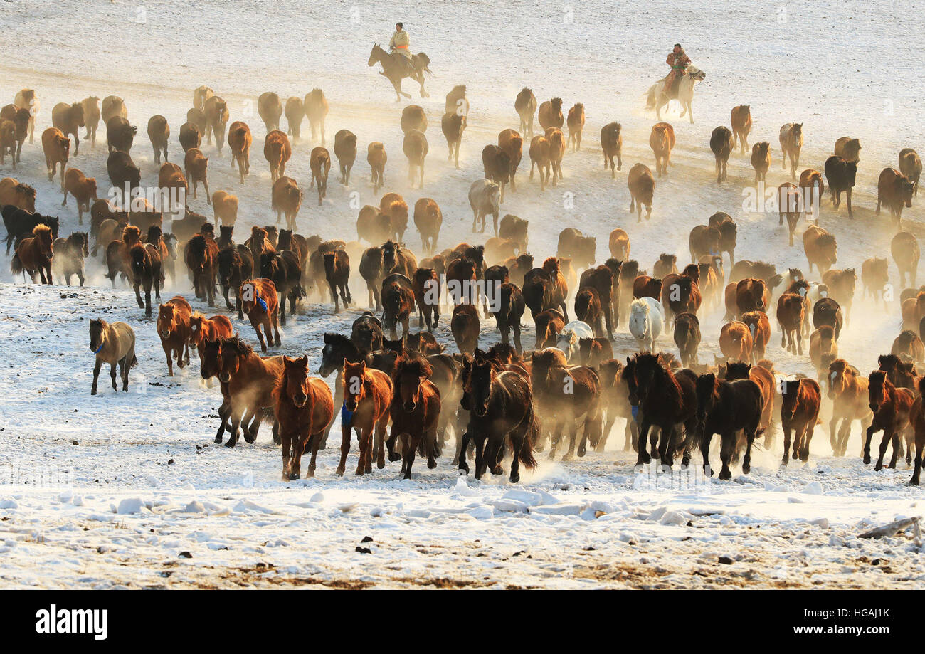 Xilin Gol, Chinas autonomen Region Innere Mongolei. 6. Januar 2017. Hirten-Laufwerk Pferde während eines Winters Nadam in Xilin Gol, Nord-China autonomen Region Innere Mongolei, 6. Januar 2017. © Li Mingfang/Xinhua/Alamy Live-Nachrichten Stockfoto