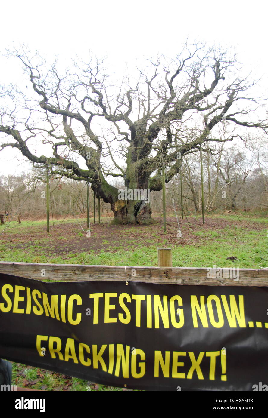 Sherwood Forest, Nottinghamshire, UK. 7. Januar 2017. Demonstration Fahnen an den Protest gegen mögliche Fracking im Sherwood Forest, Nottinghamshire nach Freunde der Erde offenbarte Chemikalien Firma ist INEOS seismische bildgebende Untersuchungen in diesem ehemaligen mittelalterliche Jagd Wald in der Nähe der legendären Major Oak (im Bild) durchzuführen. Grüne Aktivisten befürchten, dass dies auf die Suche nach Schiefergas in der legendären Heimat der heroischen Outlaw, Robin Hood führen könnte. INEOS Shale sagt es nicht Fracking im Sherwood Forest. Bildnachweis: Deborah Vernon/Alamy Live-Nachrichten Stockfoto