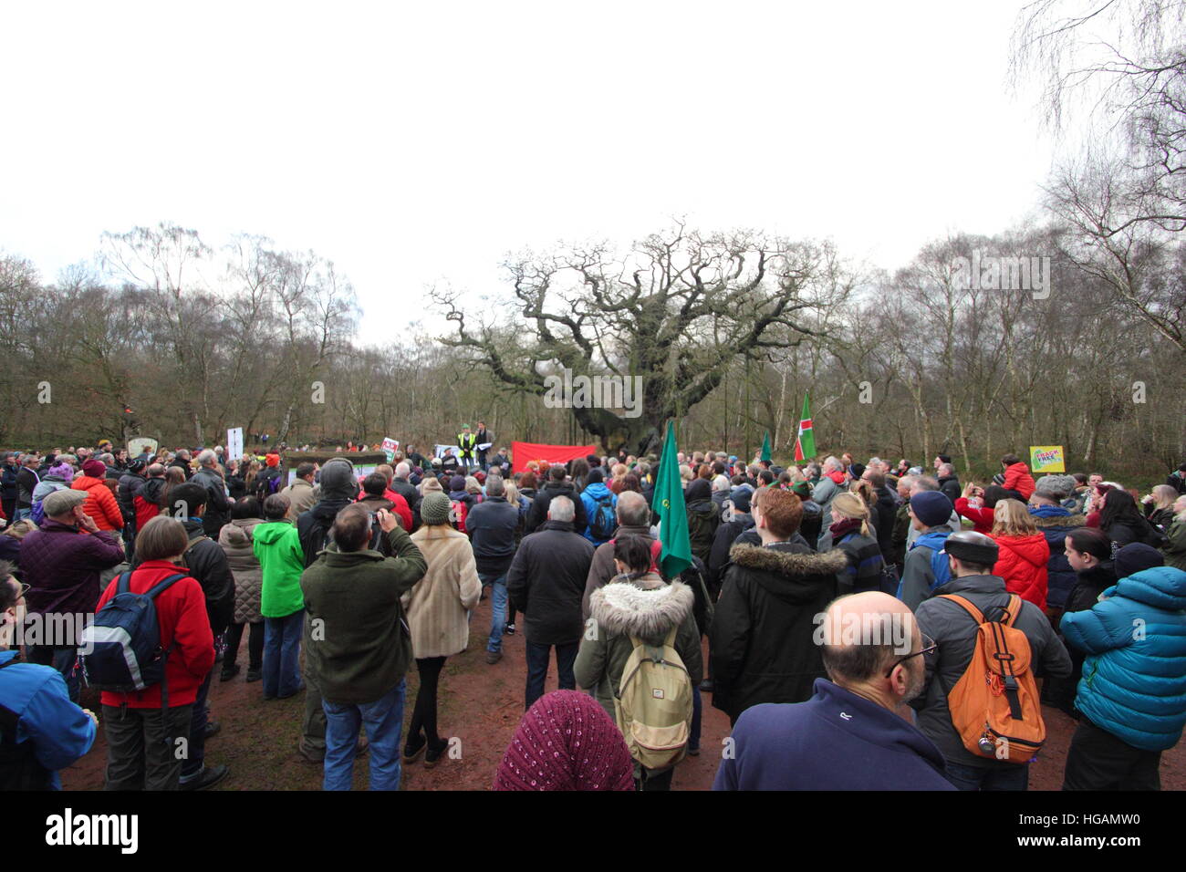 Sherwood Forest, Nottinghamshire, UK. 7. Januar 2017. Demonstranten protestieren gegen potenzielle Fracking im Sherwood Forest, Nottinghamshire nach Freunde der Erde offenbarte Chemikalien Firma ist INEOS seismische bildgebende Untersuchungen in diesem ehemaligen mittelalterliche Jagd Wald in der Nähe der legendären Major Oak (im Bild) durchzuführen. Grüne Aktivisten befürchten, dass dies auf die Suche nach Schiefergas in der legendären Heimat der heroischen Outlaw, Robin Hood führen könnte. INEOS Shale sagt es nicht Fracking im Sherwood Forest. Bildnachweis: Deborah Vernon/Alamy Live-Nachrichten Stockfoto