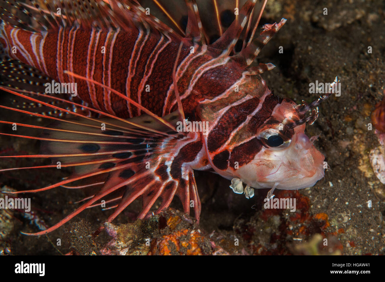 Broadbarred Feuerfisch (Pterois Antennata), Bali, Indonesien Stockfoto