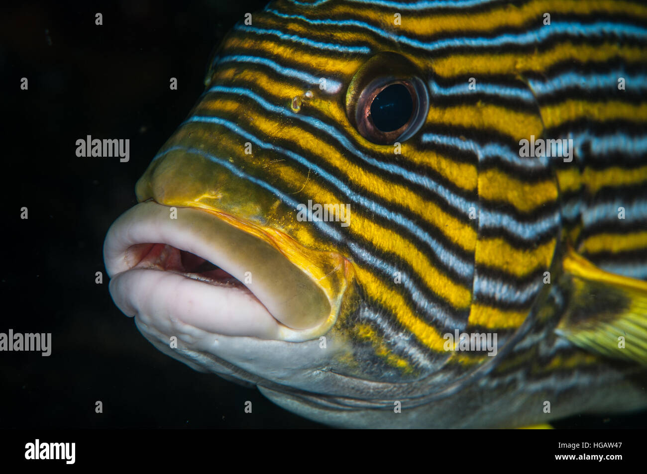 Ribboned Süßlippen (Plectorhinchus Polytaenia), Bali, Indonesien Stockfoto