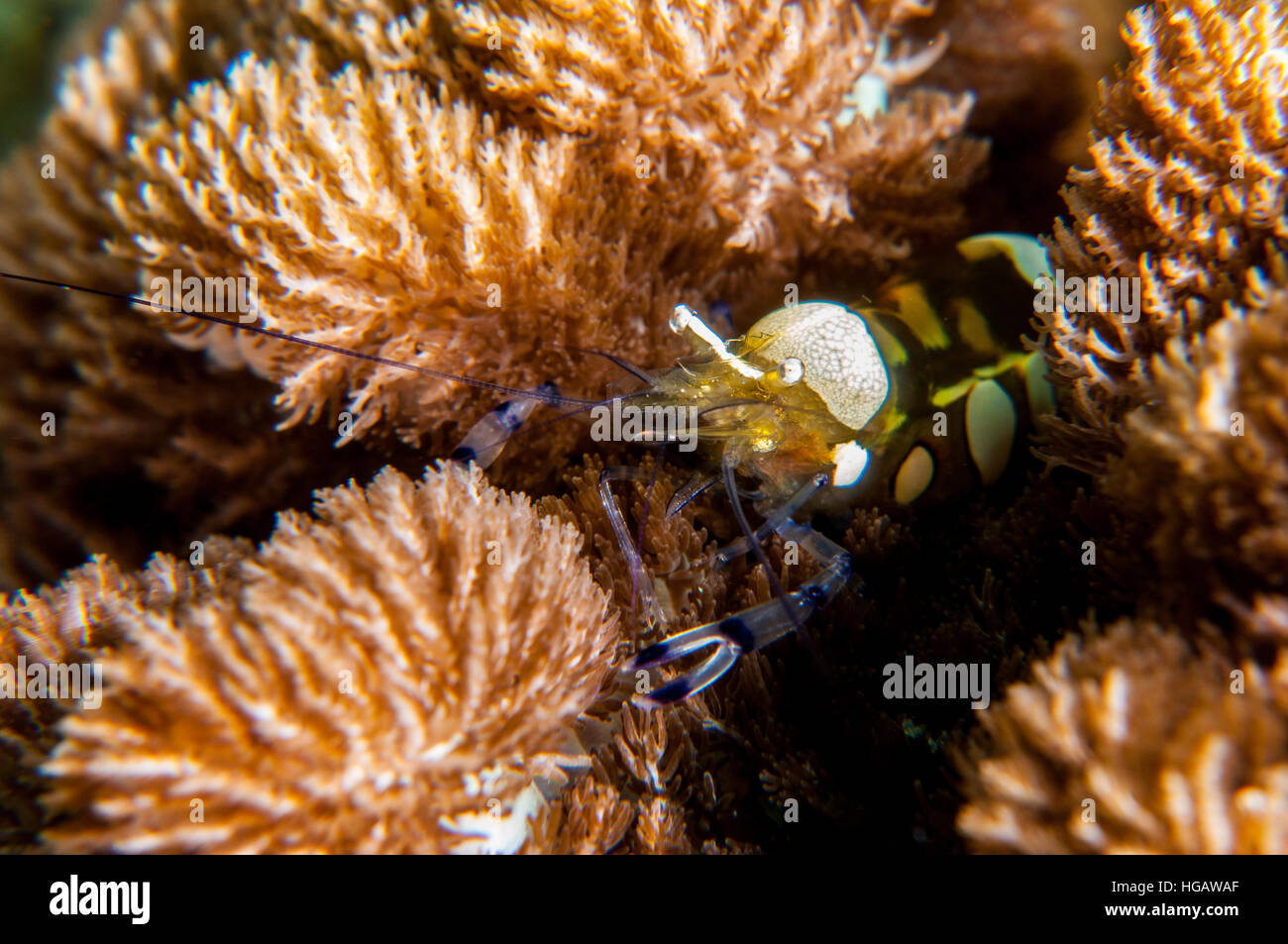 Pfauenschwanz Anemone Garnelen (Periclimenes Brevicarpalis), Bali, Indonesien Stockfoto