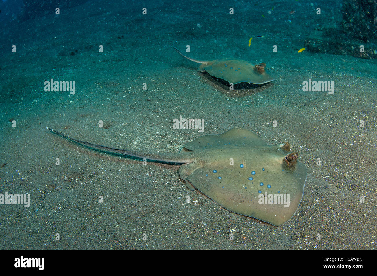 Ribbontail Stingray (Taeniura Lymma), Bali, Indonesien Stockfoto