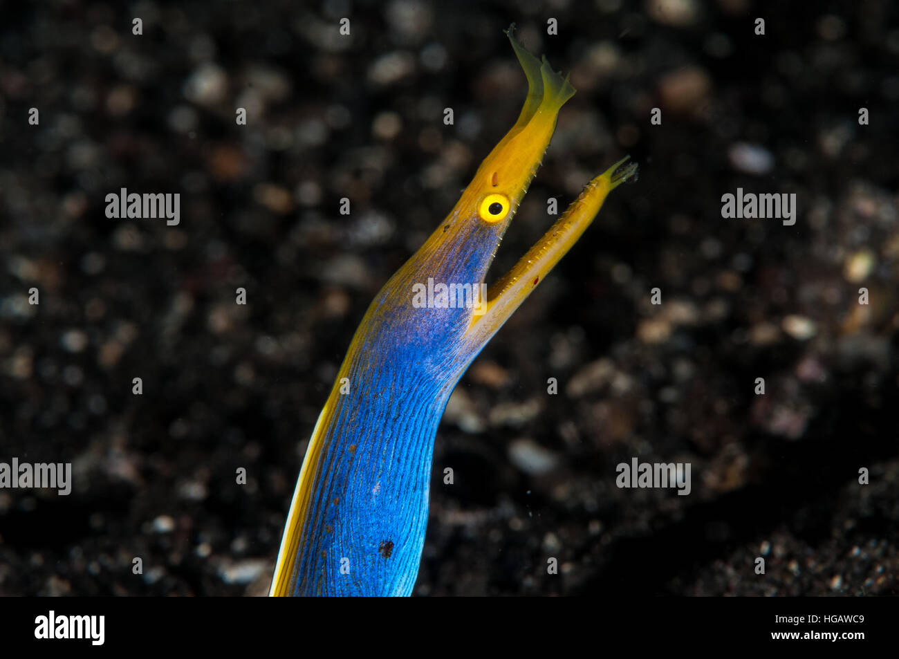 Band Moray (Rhinomuraena Quaesita), Bali, Indonesien Stockfoto