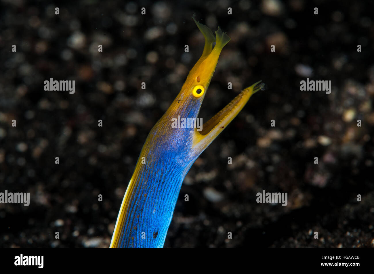 Band Moray (Rhinomuraena Quaesita), Bali, Indonesien Stockfoto