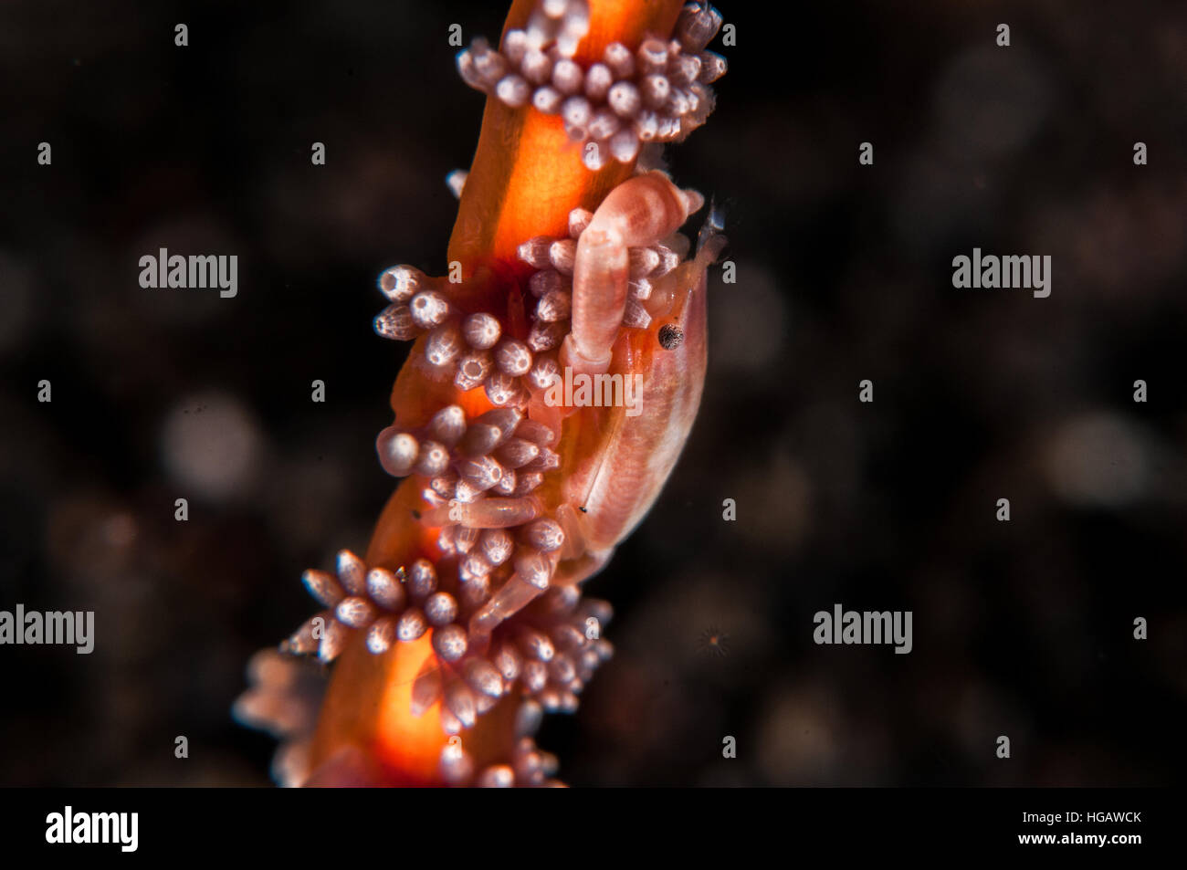 Haig Porzellan Krabbe (Porcellanella Haigae), Bali, Indonesien Stockfoto