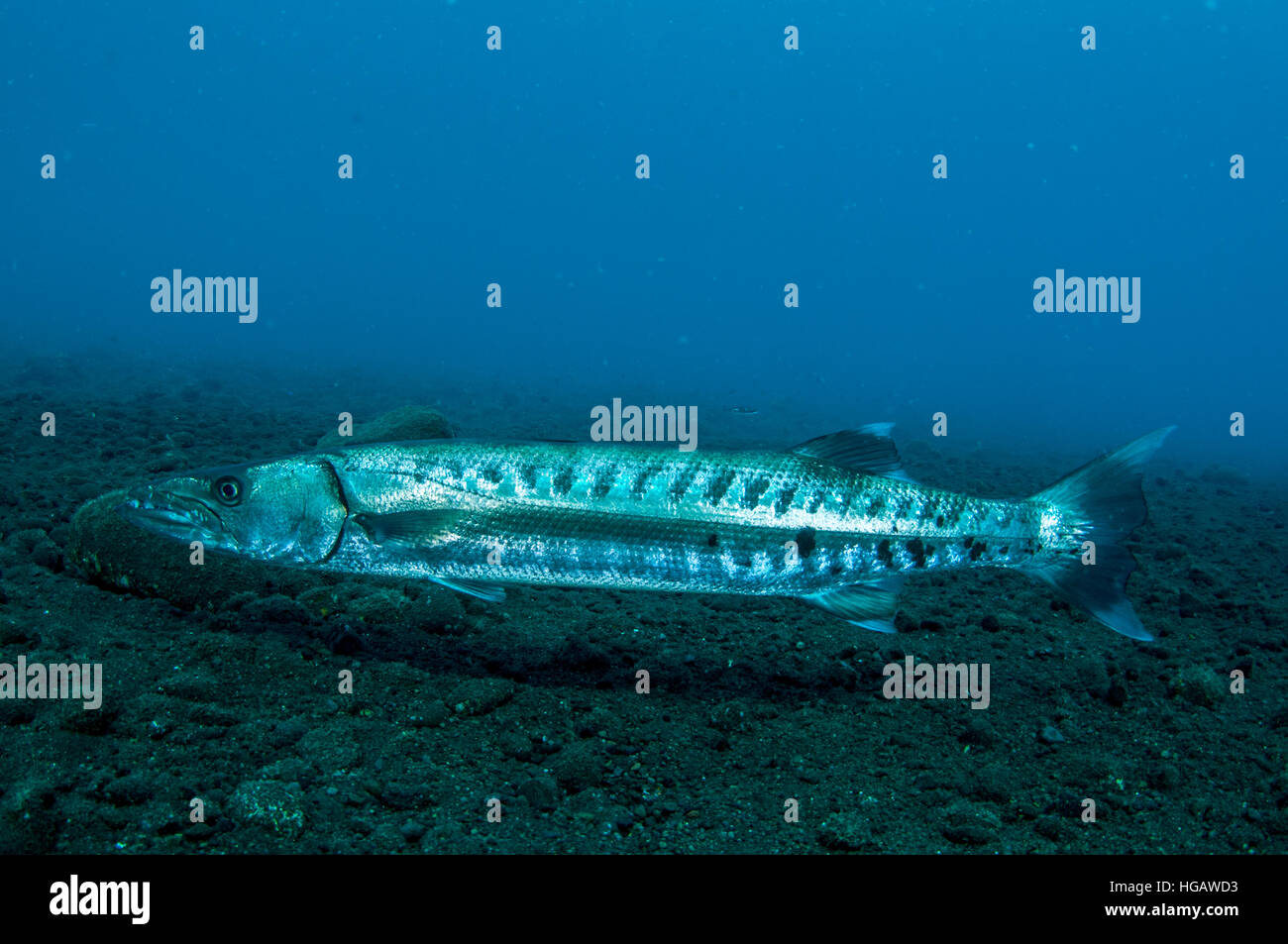 Großer Barracuda (größten Barracuda), Bali, Indonesien Stockfoto