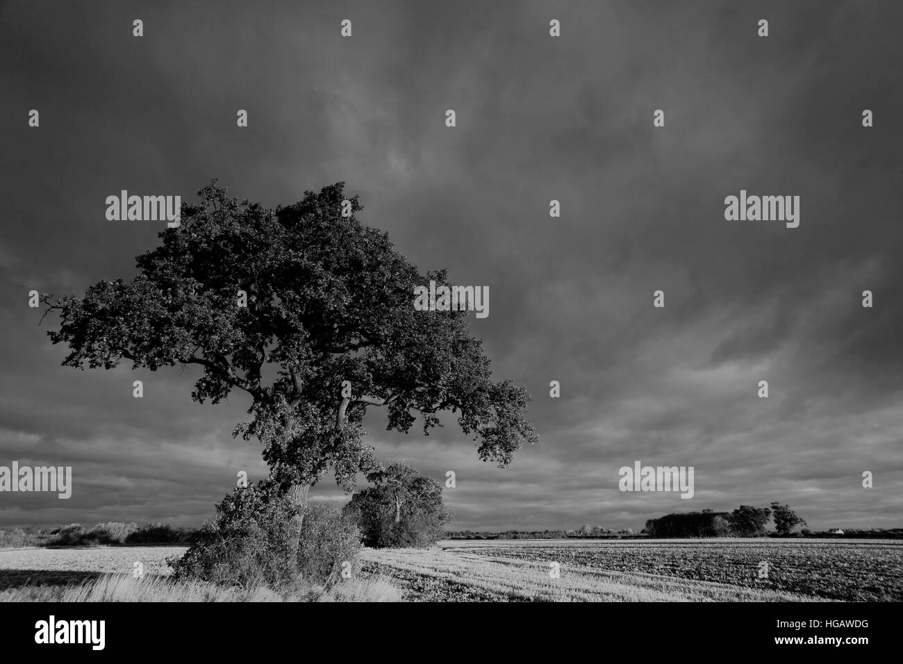 Hoare Frost Winterszene, Fenland Felder Ramsey Stadtnähe Fenland, Cambridgeshire, England; Großbritannien; UK Stockfoto