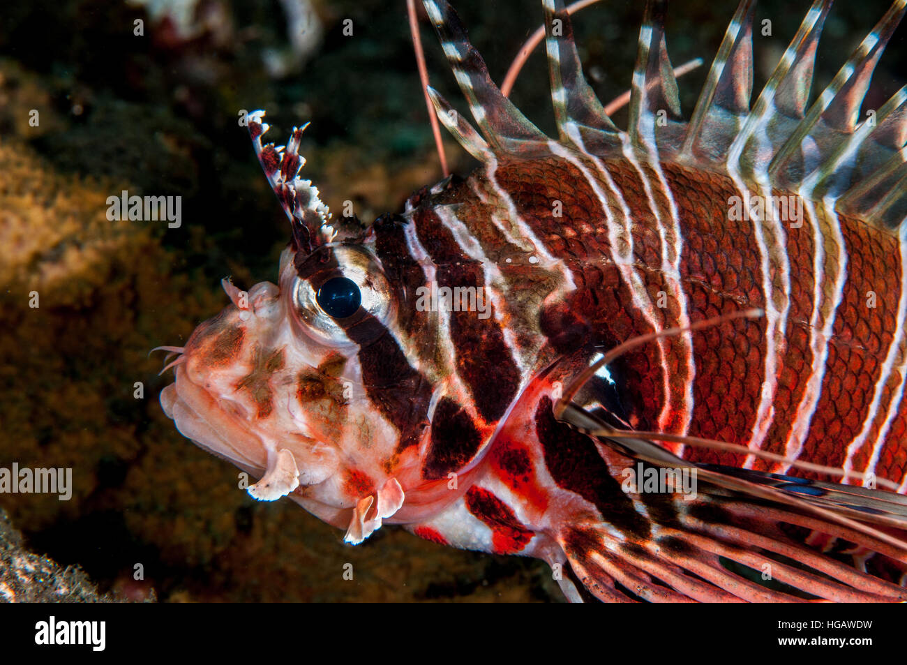 Broadbarred Feuerfisch (Pterois Antennata), Bali, Indonesien Stockfoto