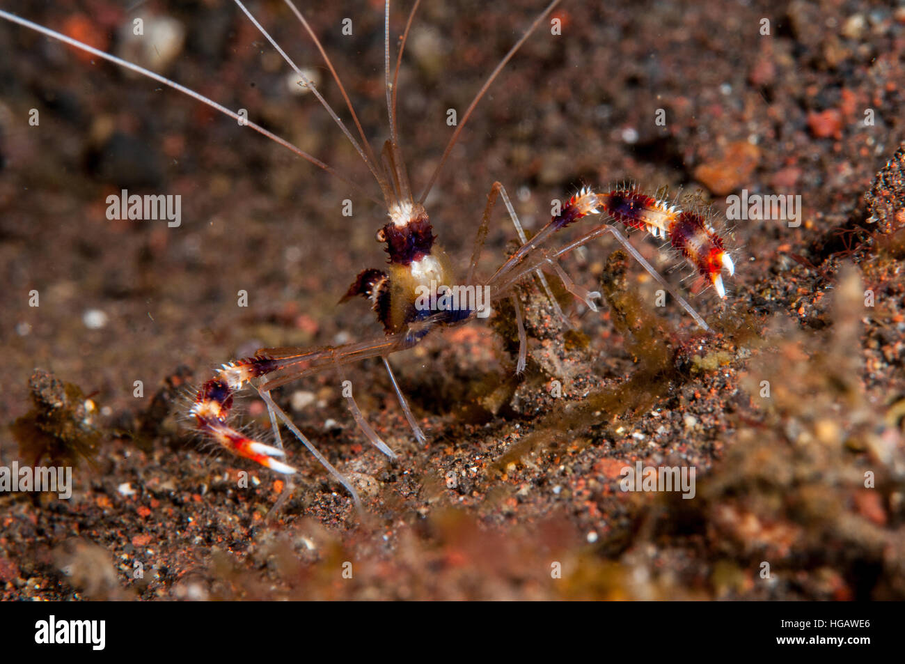 Redbanded Korallen Garnelen (Stenopus Hispidus), Bali, Indonesien Stockfoto