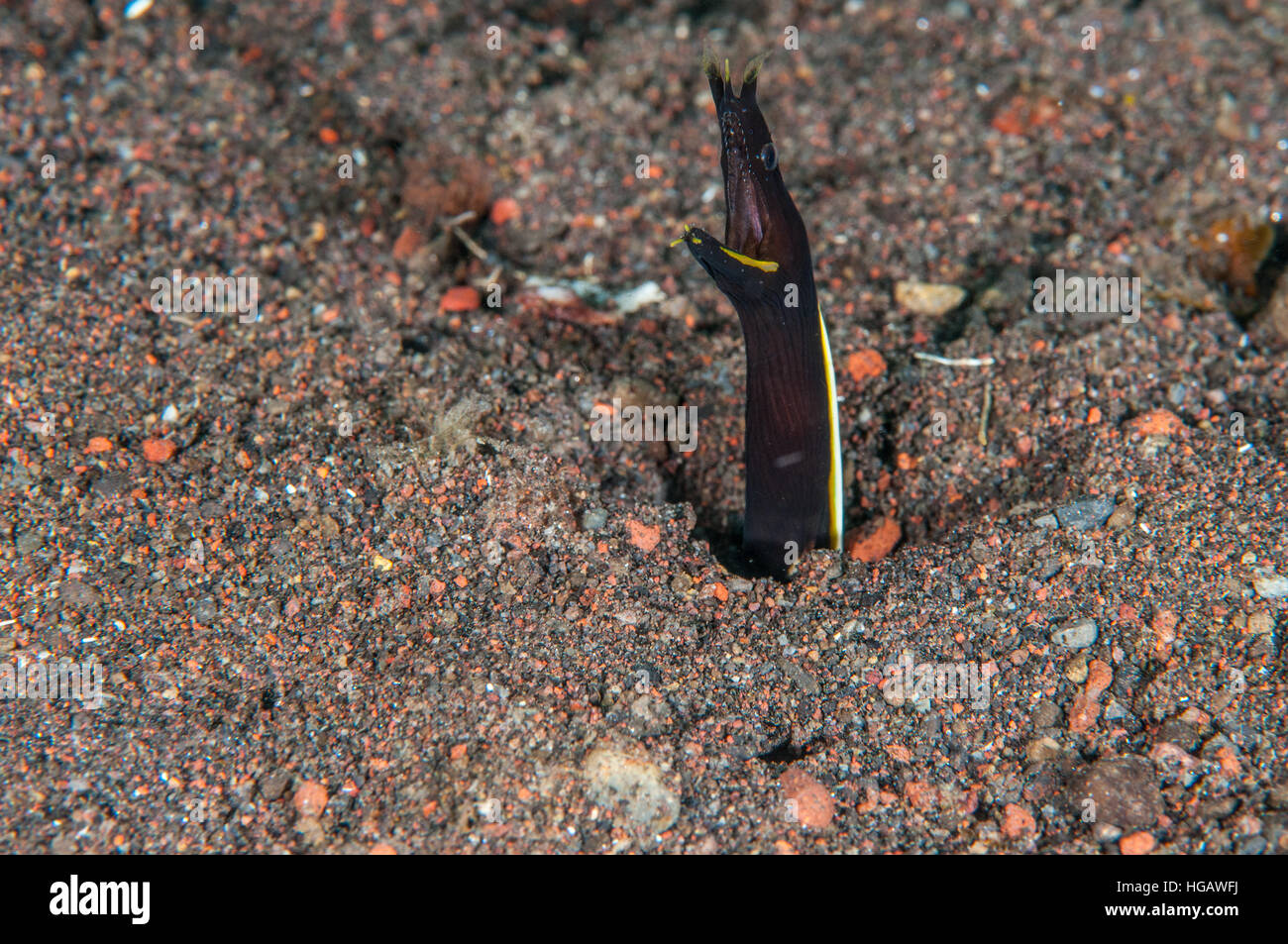 Multifunktionsleiste Moray juvenile (Rhinomuraena Quaesita), Bali, Indonesien Stockfoto