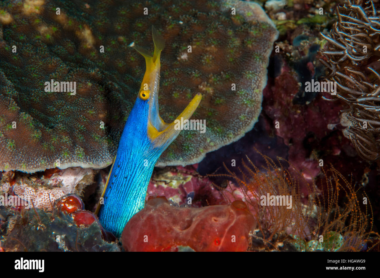 Band Moray (Rhinomuraena Quaesita), Bali, Indonesien Stockfoto