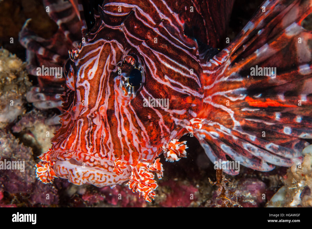 Gemeinsamen Rotfeuerfisch (Pterois Volitans), Bali, Indonesien Stockfoto
