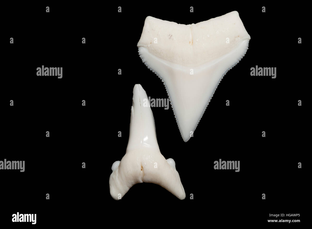 Zähne (obere & niedriger) aus ozeanischen Weißspitzen Hai, Carcharhinus longimanus Stockfoto