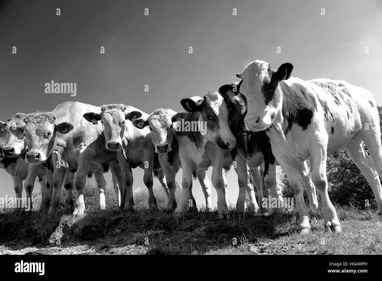 Kühe in einem Feld in der Nähe von Castor Dorf, Peterborough, Cambridgeshire, England, UK Stockfoto