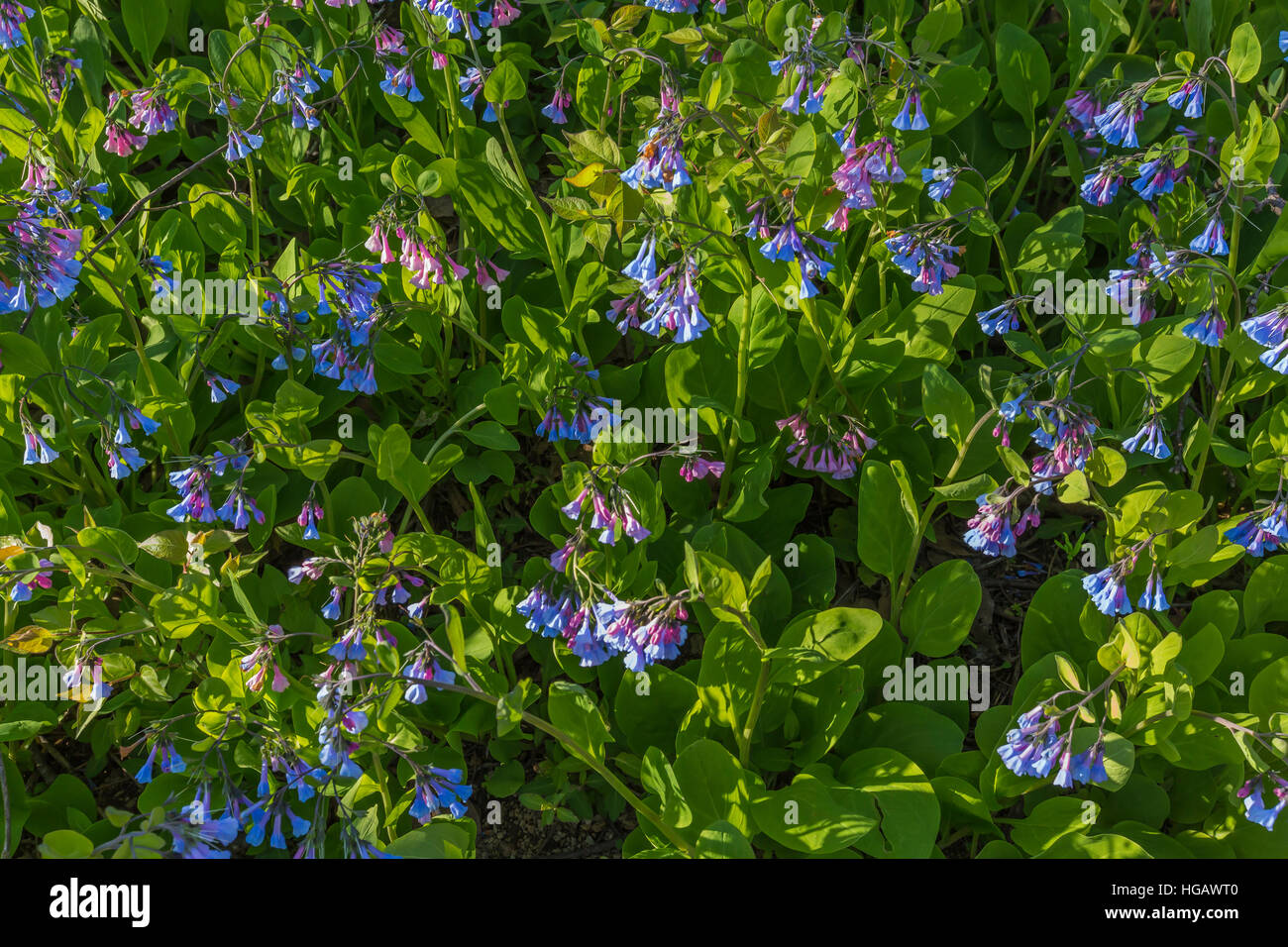 Virginia Bluebells, Mertensia Virginica, blühen in den Mound City Group, wo eine Zivilisation der frühen amerikanischen Indianer etwa 2.000 Jahre gediehen ag Stockfoto