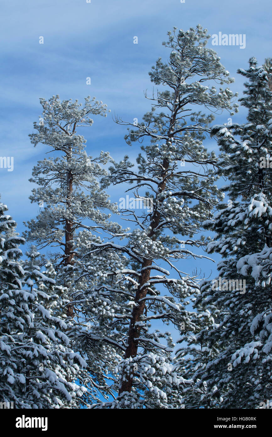 Gelb-Kiefer (Pinus Ponderosa), La Pine State Park, Oregon Stockfoto
