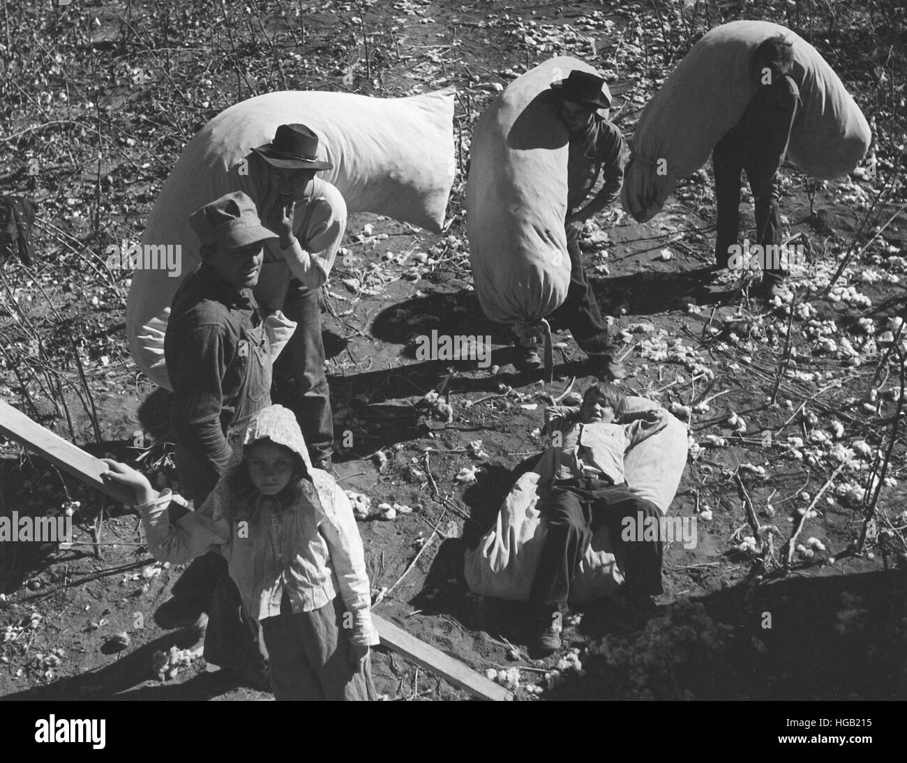 Familie Arbeit Kommissionierung Zeitpunkt Baumwolle auf einem Bauernhof in der Nähe von Coolidge, Arizona, 1940. Stockfoto