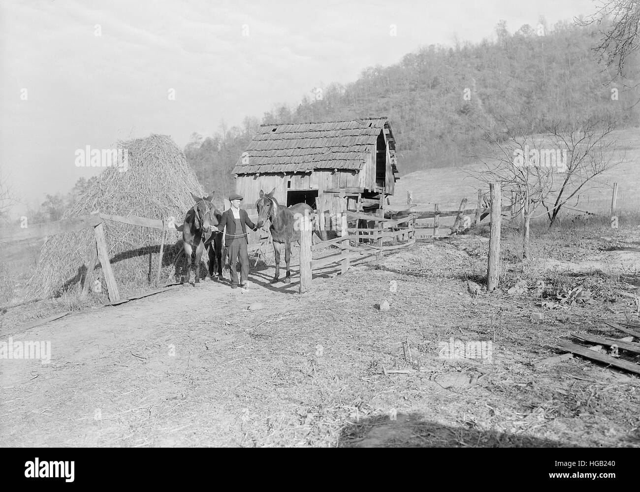 Bauer mit seinen zwei Maultiere, Kingsport, Tennessee, 1933. Stockfoto
