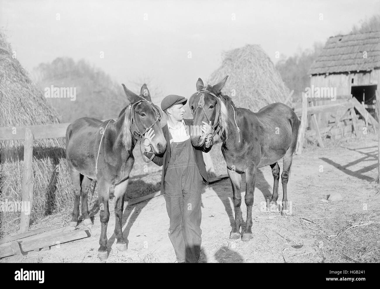 Bauer mit seinen zwei Maultiere, Kingsport, Tennessee, 1933. Stockfoto